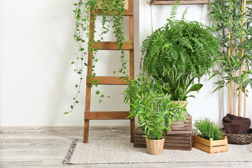 Fototapeta na wymiar Green houseplants near white wall in room