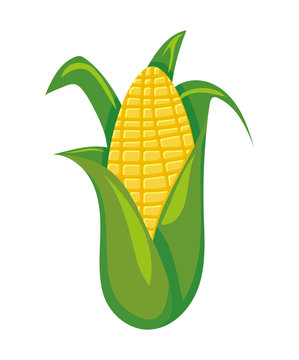 sweet corn on white background
