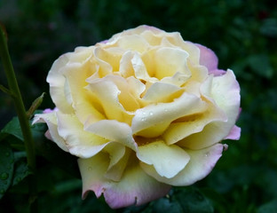 A growing white rose. Blooming flower. Rose variety Gloria dei.