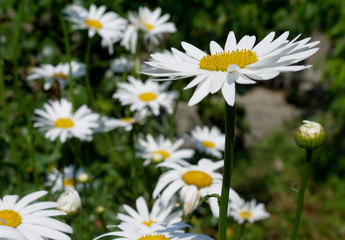 Obraz na płótnie Canvas Growing white daisies on a green background. Place for text.