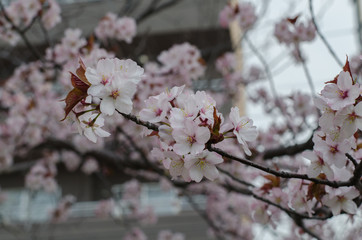 桜の木