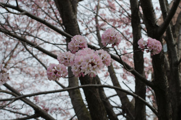 桜の花