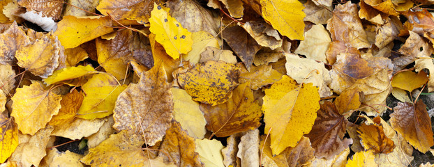 autumn leaves on the ground. panorama view of autumn leaves. 