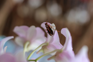 Wasp on a Flower 