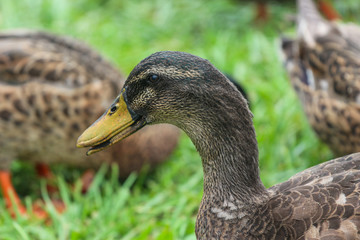 duck on grass