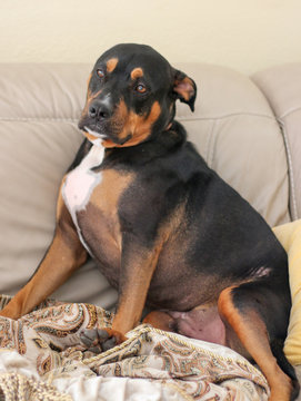 Pitweiler / Rottweiler Pitbull mix