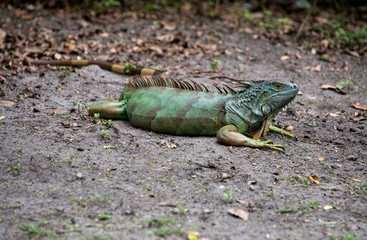 green iguana on sand