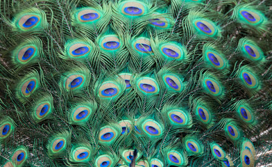 Obraz premium peacock feathers background