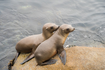 Two Young Sea Lion Pups 