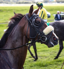 Close up portrait of race horse wearing a face mask with blinkers on the race track