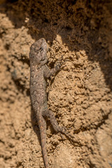 An Eastern fence lizard skitters up a brick wall. Piedmont of North Carolina.