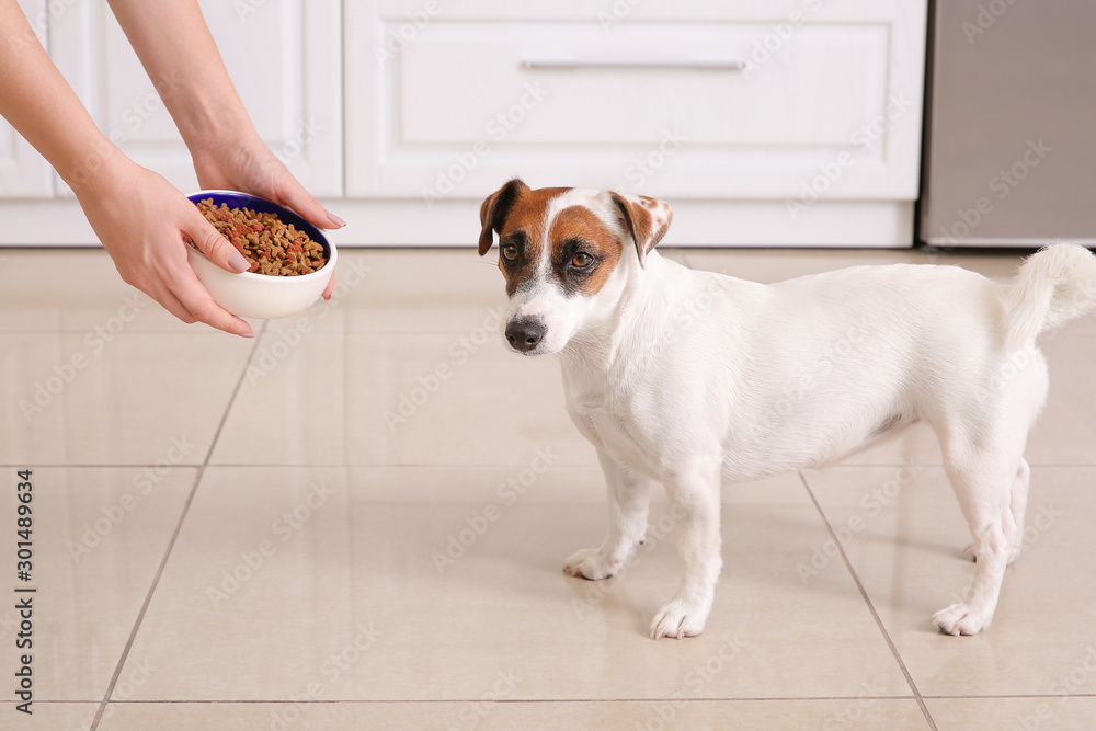 Wall mural Woman feeding her cute dog in kitchen