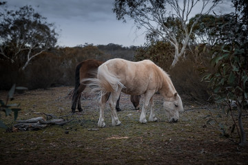 Obraz premium Swatting flies
