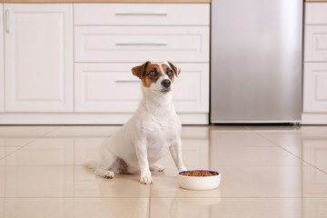 Cute Jack Russell Terrier with dry food in kitchen