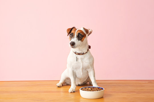 what should a jack russell eat