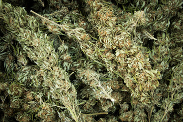Dried Marijuana Buds After Harvest