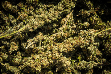 Dried Marijuana Buds After Harvest