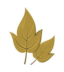 beautiful autumn leaves on white background