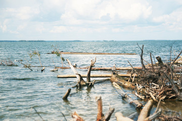 Snags and trunks felled trees in the water of a large lake on the shore...