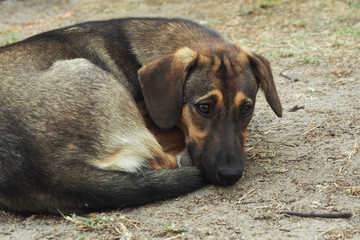 A stray dog, thin and sad, lies on the ground curled up. A sad look...