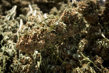 Dried Marijuana Buds After Harvest