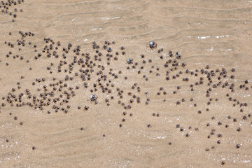 As the tide falls, massive numbers of soldier crabs (Mictyris longicarpus), adult and juvenile emerge from the sand to forage.