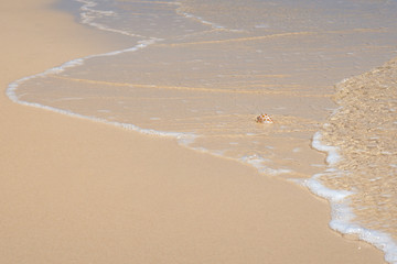 A single helmet shell is washed up onto the sandy sea shore by the continual movement of the tide and shallow waves.
