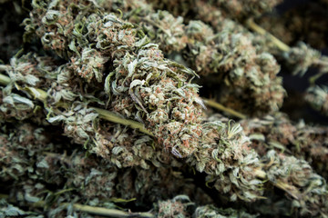 Dried Marijuana Buds After Harvest