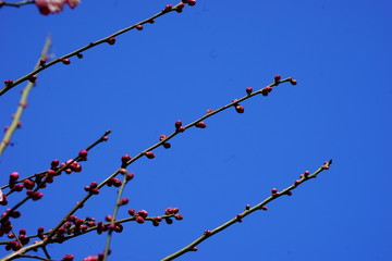 梅　紅梅　青空　花　つぼみ　枝　昼間　青　ピンク　春