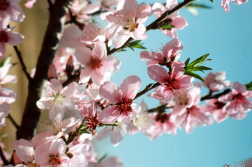Obraz na płótnie Canvas Ga. peach bloosoms in spring