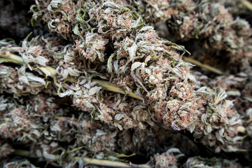 Dried Marijuana Buds After Harvest
