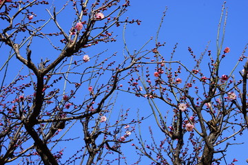 梅　紅梅　青空　花　つぼみ　枝　昼間　青　ピンク　春