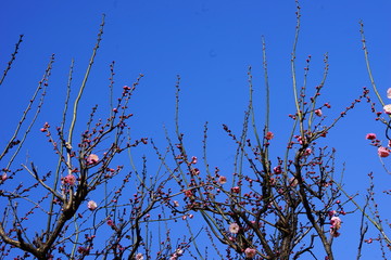 梅　紅梅　青空　花　つぼみ　枝　昼間　青　ピンク　春
