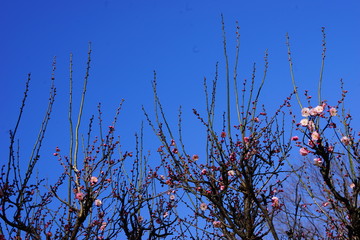 梅　紅梅　青空　花　つぼみ　枝　昼間　青　ピンク　春