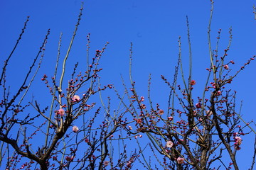 梅　紅梅　青空　花　つぼみ　枝　昼間　青　ピンク　春