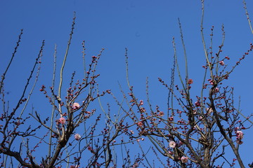 Obraz premium 梅 紅梅 青空 花 つぼみ 枝 昼間 青 ピンク 春