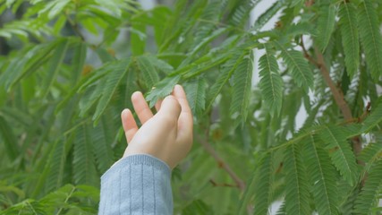 植物・女性の手