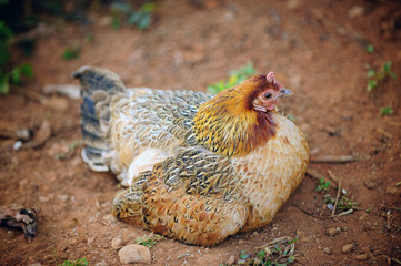 The fat hen was sitting on the ground in the countryside.