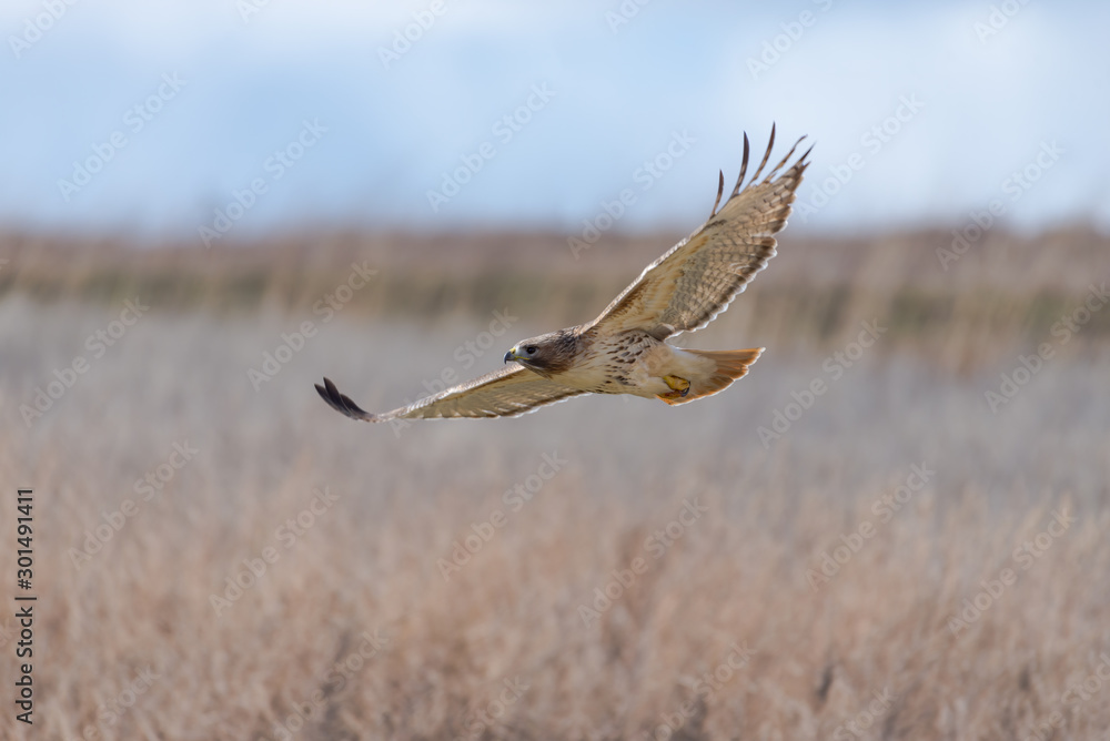 Canvas Prints closeup of a red-tailed hawk in flight.