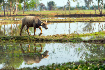 One buffalo walking on the ground reflected in the water in the countryside of Thailand.