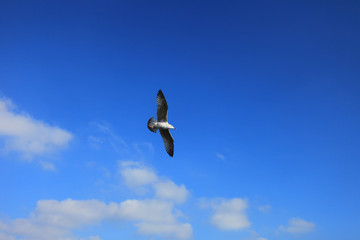 single seagull spreading its wings flying in the sky during the day time.