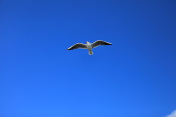 Obraz premium single seagull spreading its wings flying in the sky during the day time.
