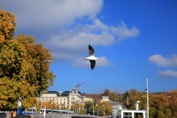 Fototapeta premium single seagull spreading its wings flying in the sky during the day time.