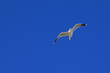 Fototapeta na wymiar single seagull spreading its wings flying in the sky during the day time.