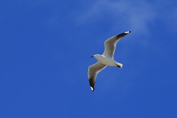single seagull spreading its wings flying in the sky during the day time.