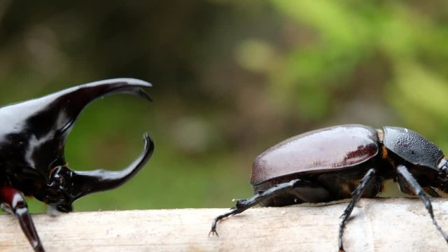 Footage of Dynastinae Rhinoceros Beetle, Horn Beetle, kabutomushi Trying to having Sex with Female Dynastinae but not Successful .  Insect. Animal. Dynastinae is fighter Insect  from Thailand