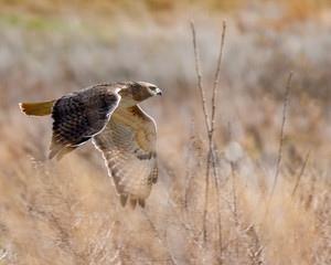Fototapeta premium A Red-tailed Hawk flying through the grasslands.