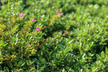 selective focus on the small purple blossom flower  in the garden