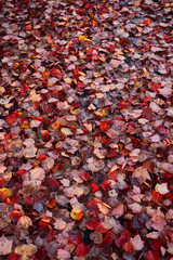 Multi-colored fallen autumn leaves create a rich color backdrop and background as they lay  on the ground after heavy rains and wind blew them off trees during an autumn storm
