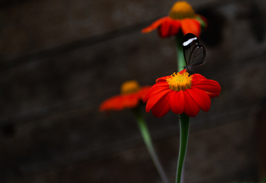 una mariposa negra con toques translucidos postrada sobre una flor tras de ellas dos flores m&aacute;s, con un fondo marr&oacute;n con un peque&ntilde;o patron